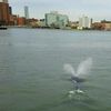 Whale Seen Swimming In East River By Gracie Mansion